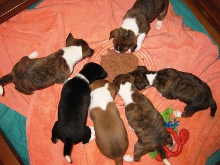 First Solid Food (Week 3)